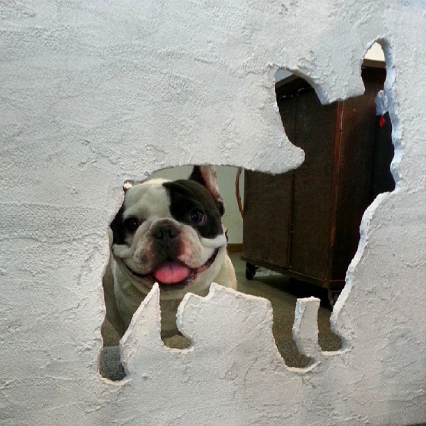 Frenchie & Frenchie