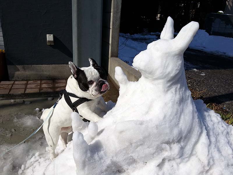 フレンチブルドッグ　へそ天・雪だるま