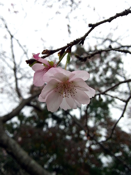 十月桜が咲いていました、ガブリエル店長の昼散歩。