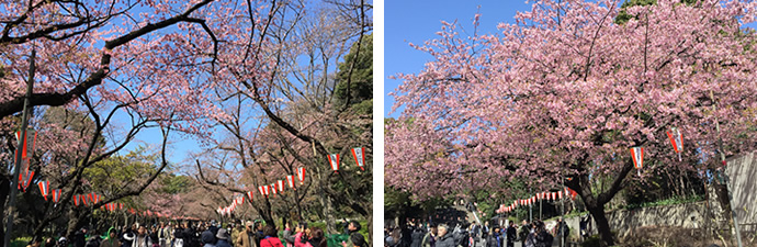 4月1，2，3日　うえの桜フェスタ　出展します