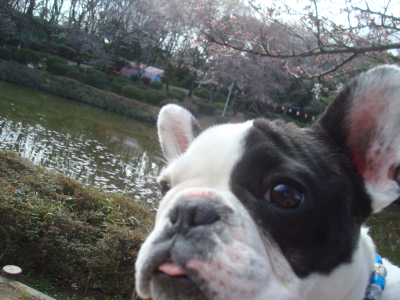 お花見