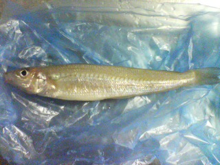 釣れた〜！