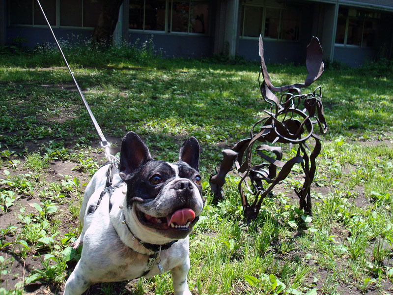 Iron Dog